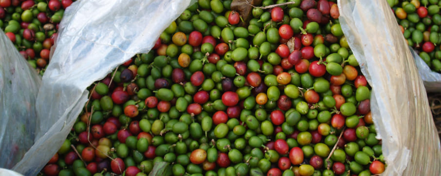 café de comercio justo