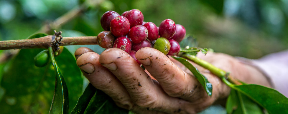 procedencia del café