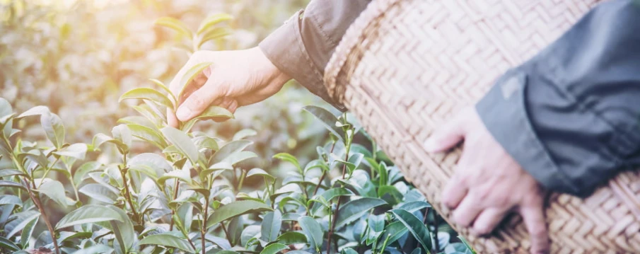 té rojo propiedades