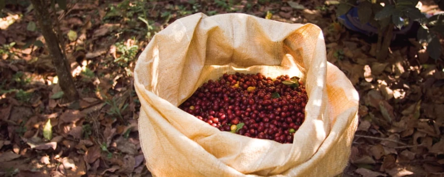 café altitud y sabor