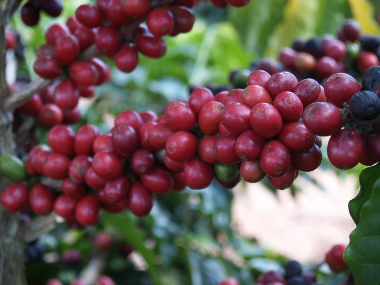 cafés de america central