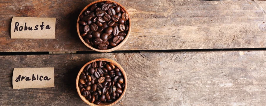 arabica coffee vs robusta coffee