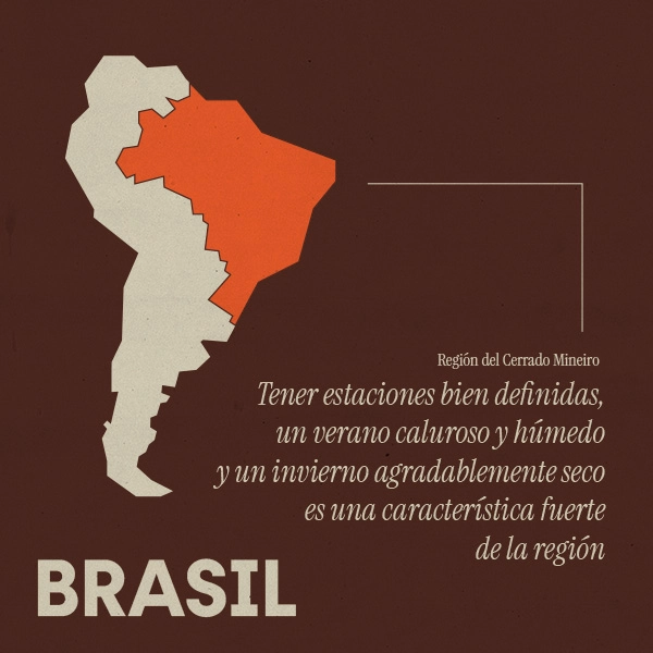 comprar café brasil