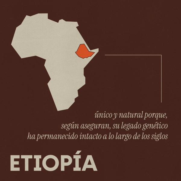 café de especialidad Kenia