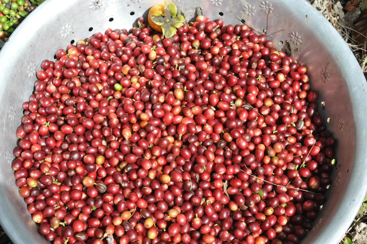 comprar cafés gourmet